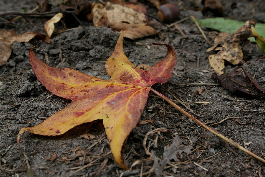 Fall Leaf Photograph by Karen Harrison Brown