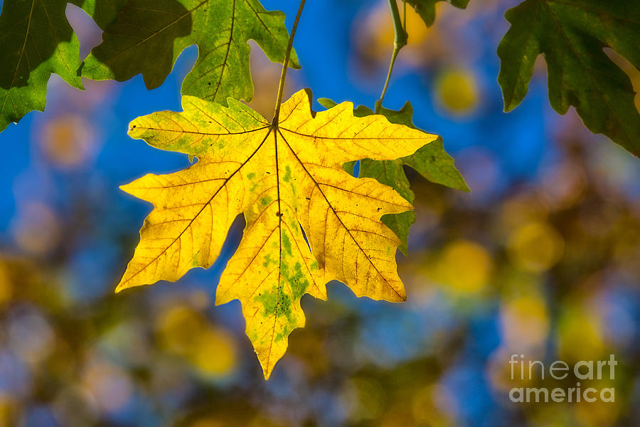 Fall Leaf Photograph by Mimi Ditchie