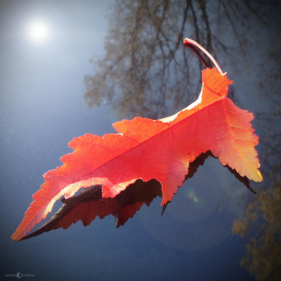 Fall Leaf On Car Hood Photograph by Tim Nyberg