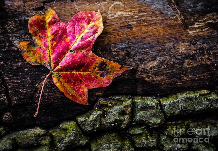 Fall Leaf On Fallen Tree Photograph by Michael Arend