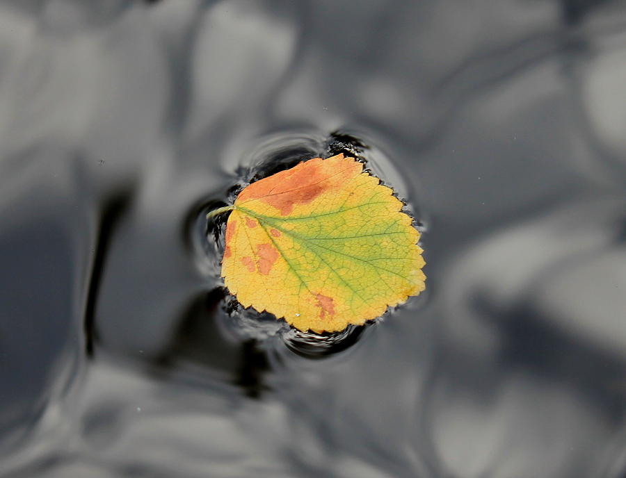 Fall Leaf On Water Photograph by Trent Mallett