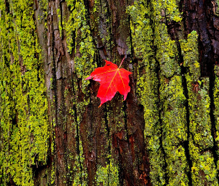 Fall leaf Photograph by Shaivi Divatia