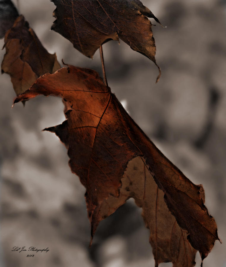 Fall Leaf Tweaked Photograph by Jeanette C Landstrom