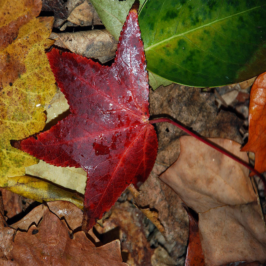 Fall Photograph - Fall Leaves 2 by Skip Willits