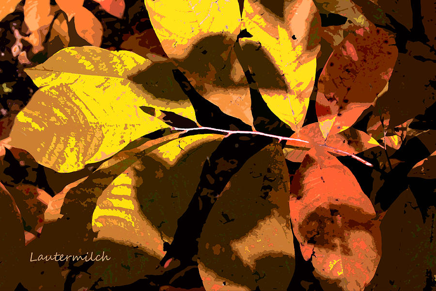 Fall Leaves 2013 Photograph by John Lautermilch