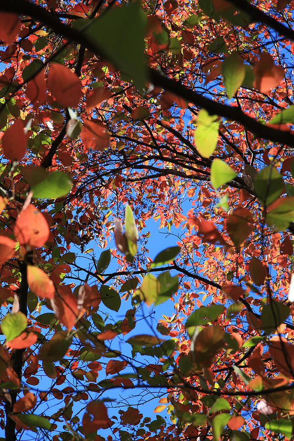 Fall Leaves Against the Sky Photograph by Melinda Fawver