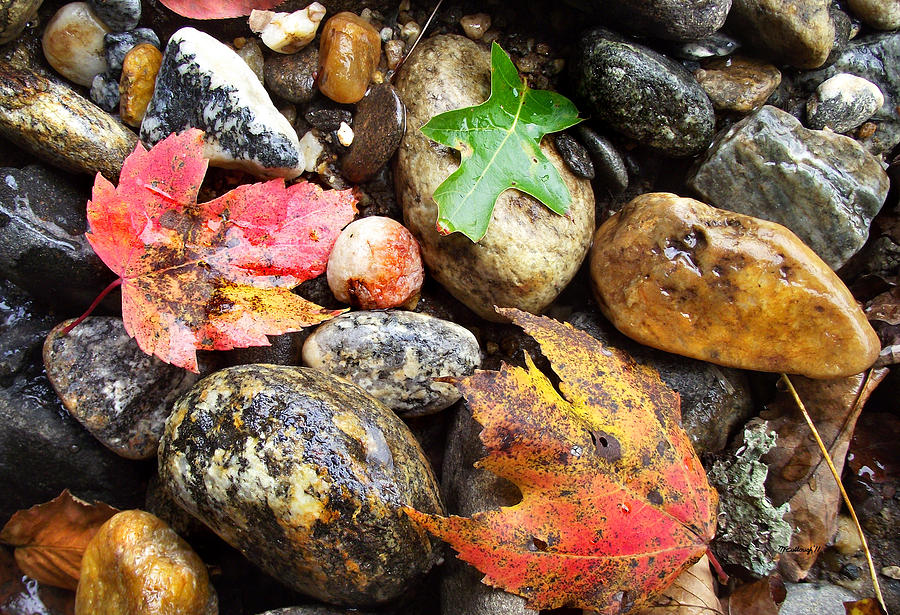 Fall Leaves and River Rocks Photograph by Duane McCullough