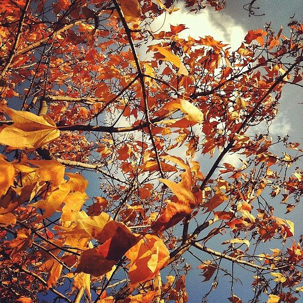 Fall Photograph - #fall #leaves And #sky by Yana Galanin