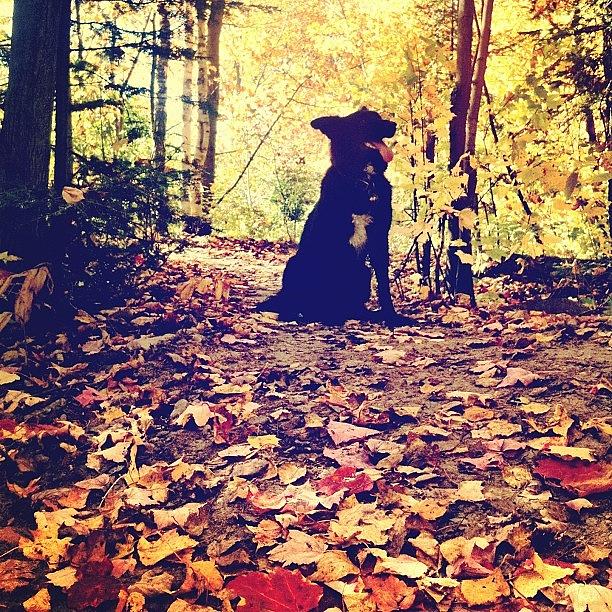 Fall Photograph - #fall #leaves And #toby by Oh Snap
