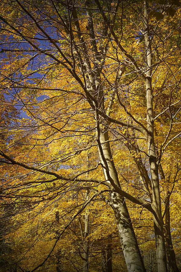 Fall Photograph - Fall Leaves and Trees in West Michigan No171 by Randall Nyhof