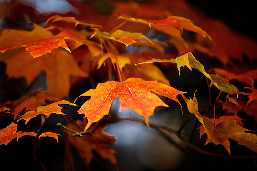 Fall Leaves Photograph by Prince Andre Faubert