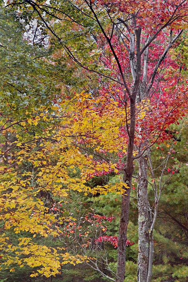 Fall Leaves Berkshires Photo Photograph by Peter J Sucy