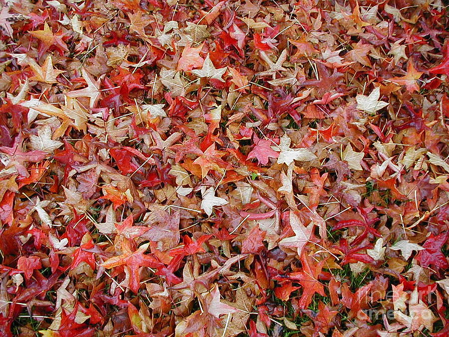 Fall Leaves Photograph by Bev Conover