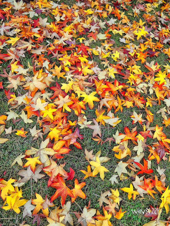 Fall Leaves Digital Art by Bob Winberry