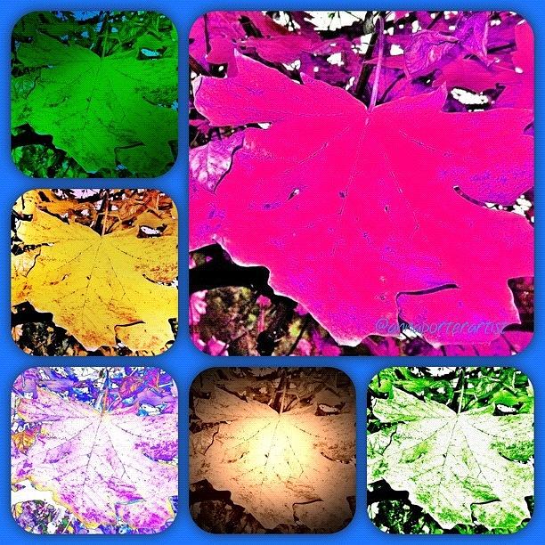 Tree Photograph - Fall Leaves Collage Brighter by Anna Porter