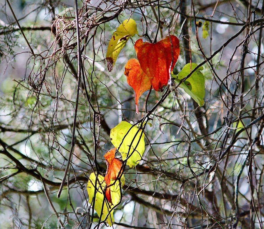 Fall Leaves Photograph by Cynthia Guinn
