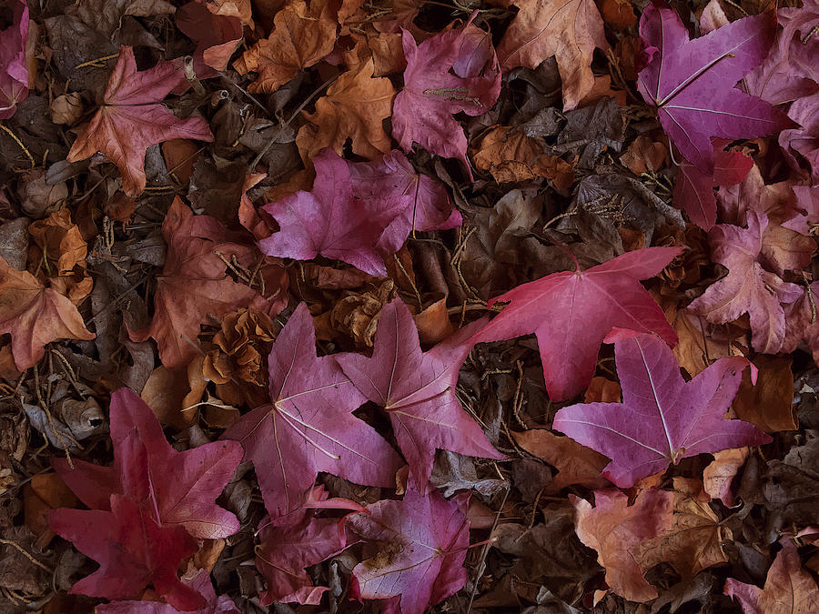 Fall Leaves Photograph by Derek Dean