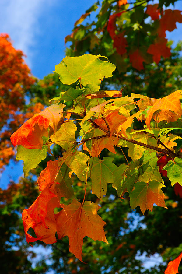 Autumn Photograph - Fall Leaves by Don and Bonnie Fink Autumn Photograph - Fall Leaves by Don and Bonnie Fink