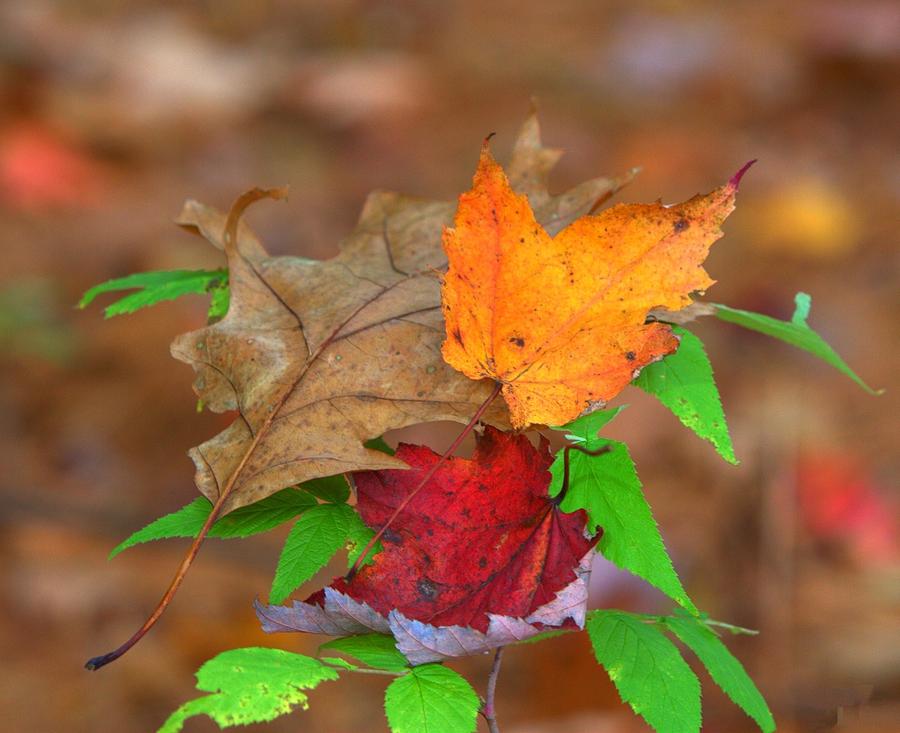 Fall Leaves Photograph - Fall Leaves by Edward Kocienski
