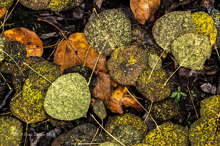 Fall Leaves Photograph by Fred Denner