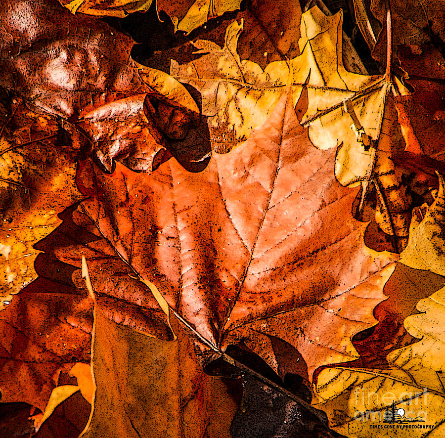 Fall Leaves Photograph by Grace Grogan