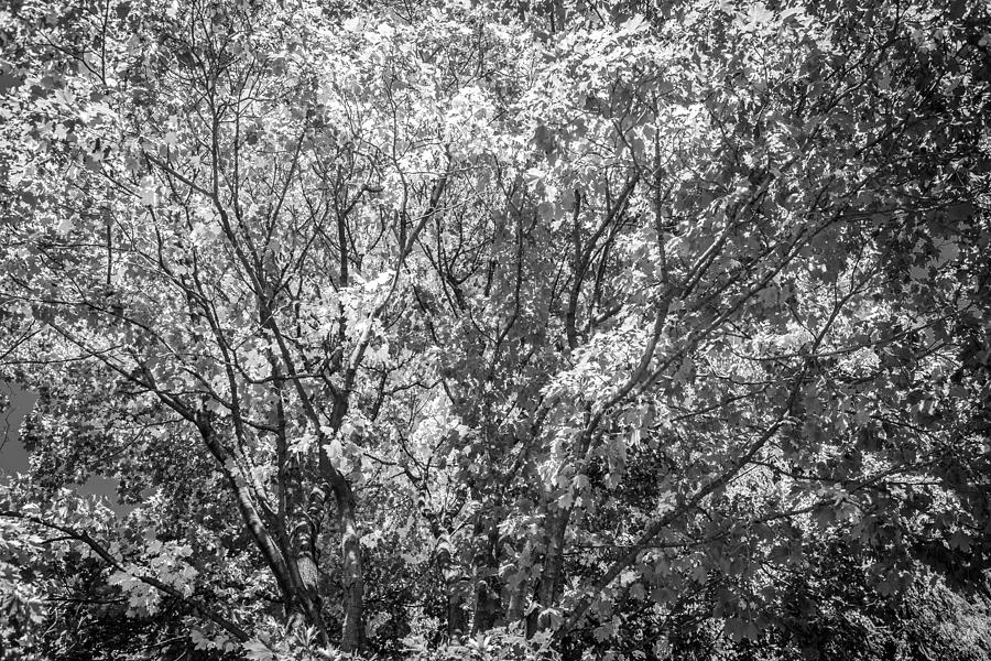 Fall Leaves Green Pond New Jersey Painted BW   Photograph by Rich Franco