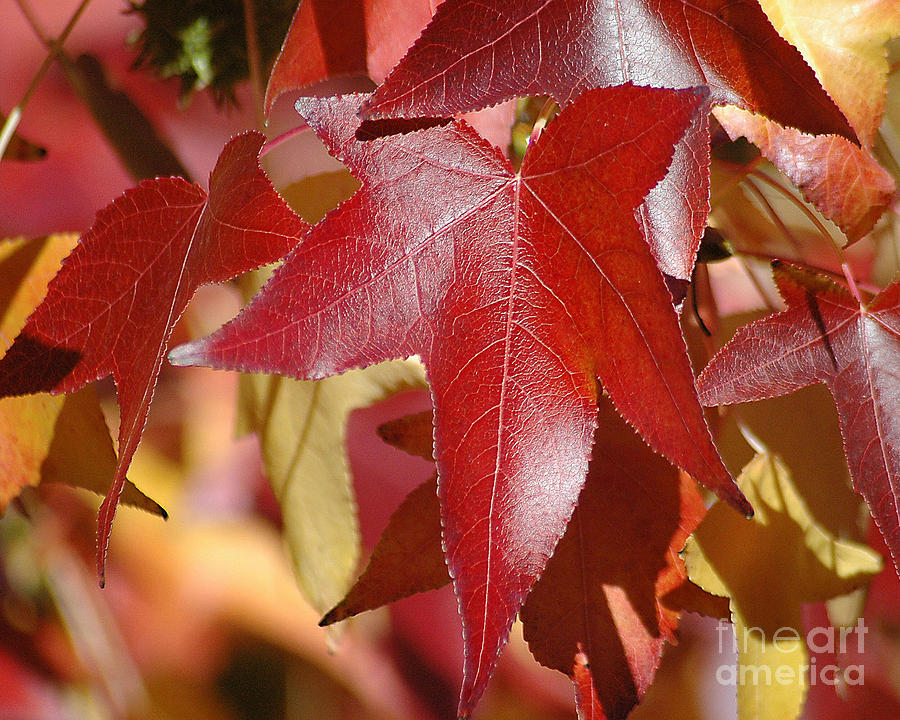 Fall Leaves I Photograph by Robert Suggs