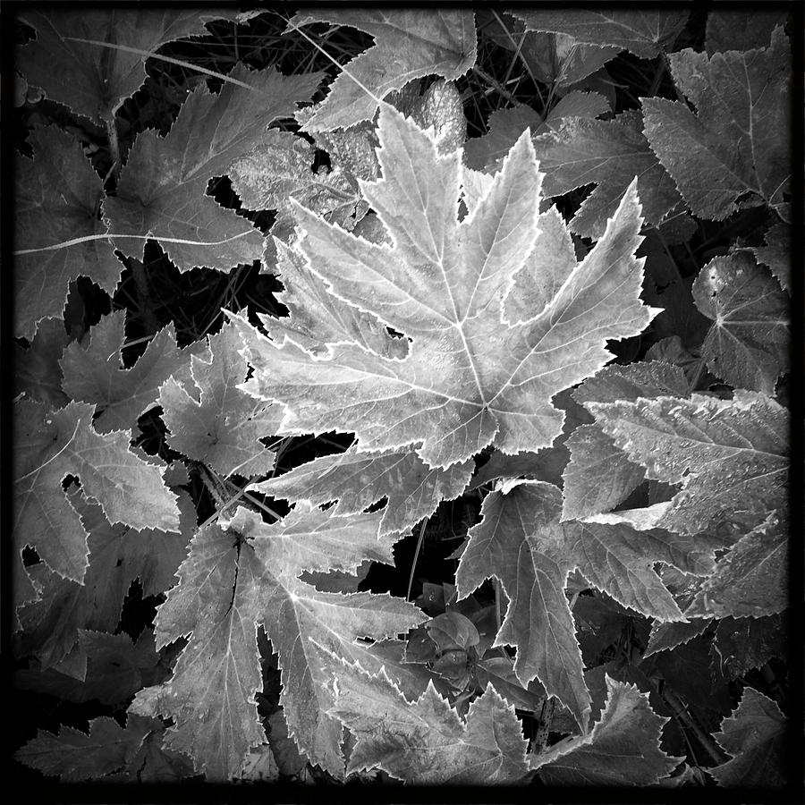 Fall Leaves in Black and White Photograph by Joni Potekhen - Fine Art ...