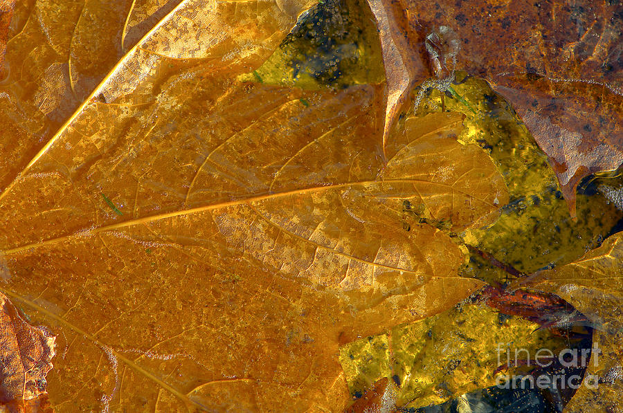 Fall Leaves in Ice Photograph by Sharon Talson