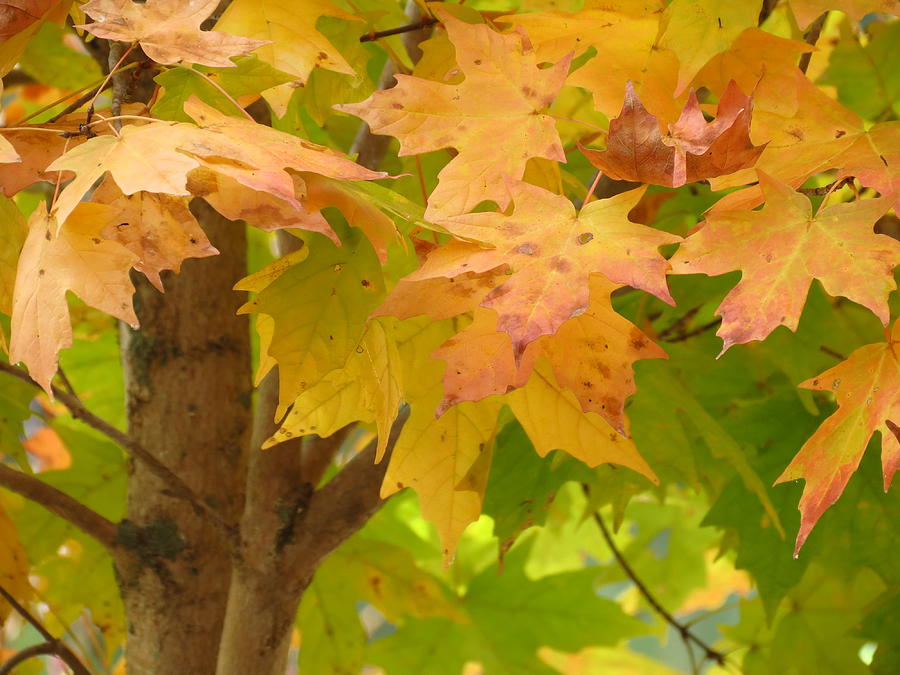 Fall Photograph - Fall leaves in North Carolina by Teresa Cox