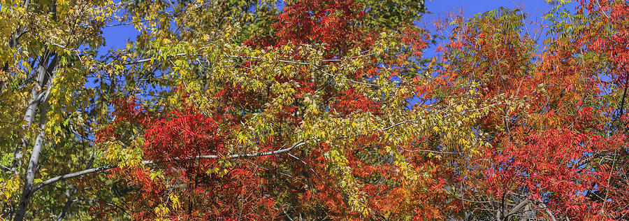 Fall Photograph - Fall Leaves In So Cal by Scott Campbell