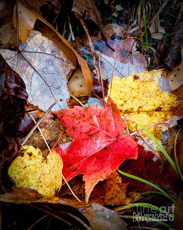 Fall Leaves In The Rain Photograph