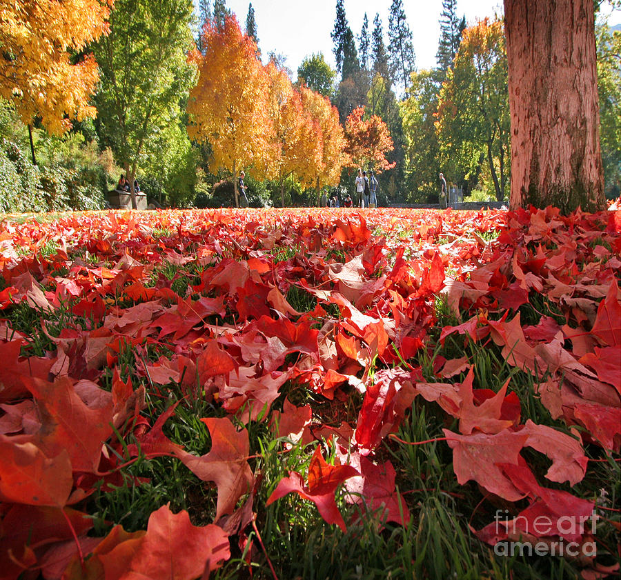 Fall Leaves Photograph by J Christopher Briscoe