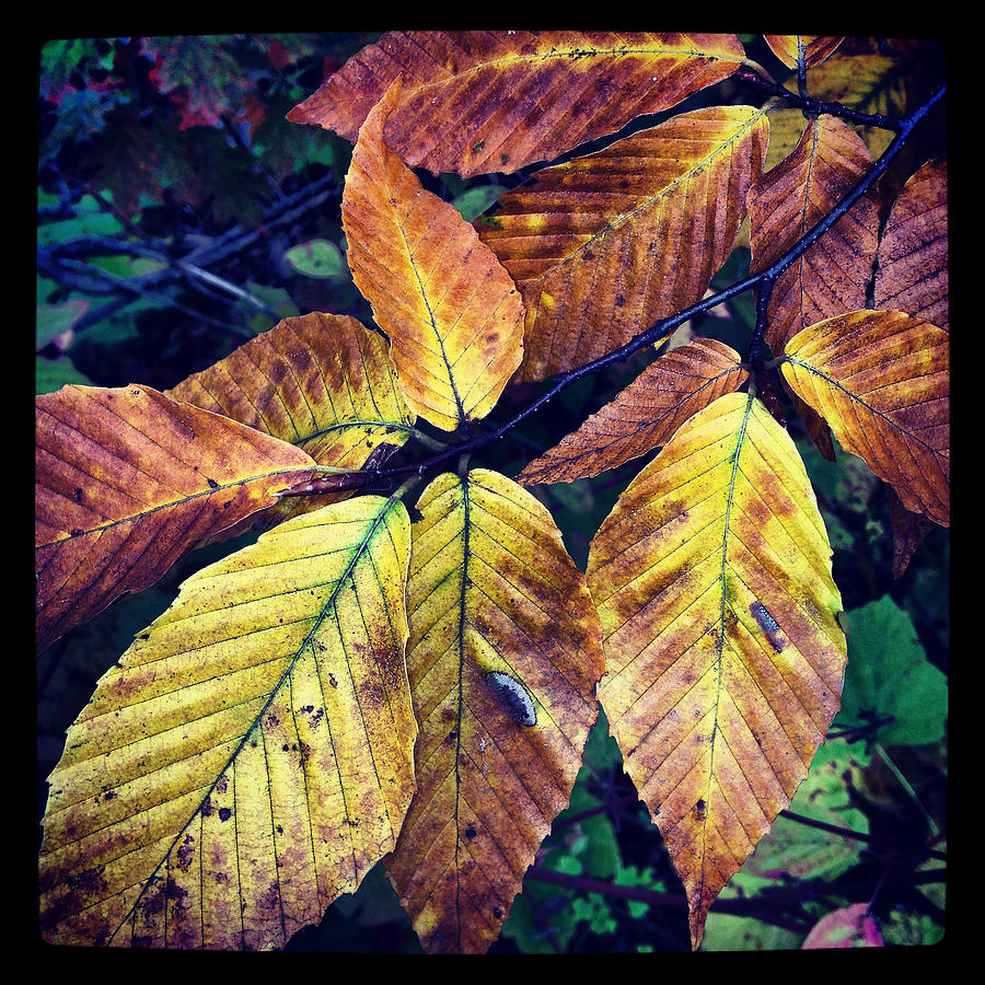 Fall Photograph - Fall Leaves by Jeff Klingler