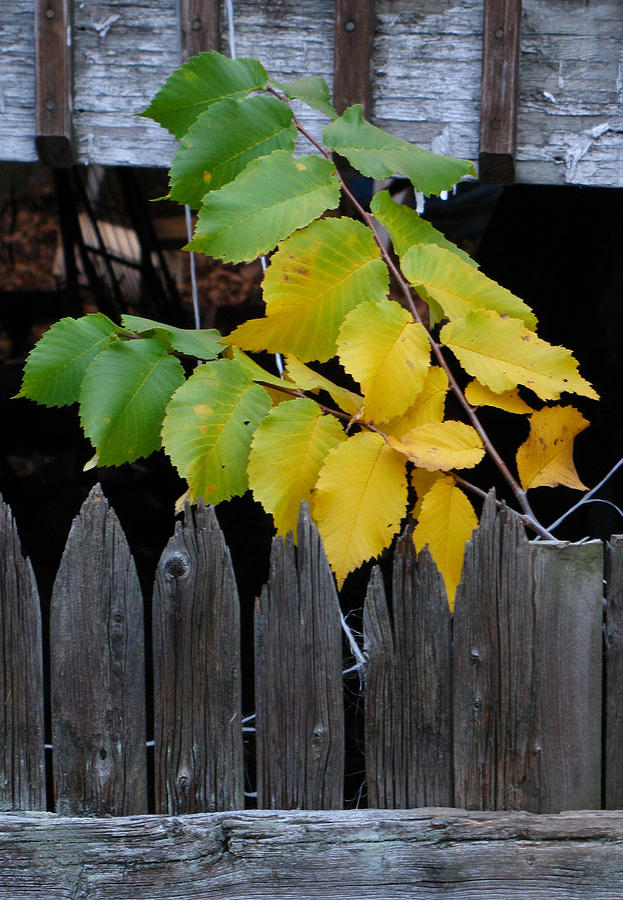 Fall Leaves Photograph by Jennifer Wheatley Wolf