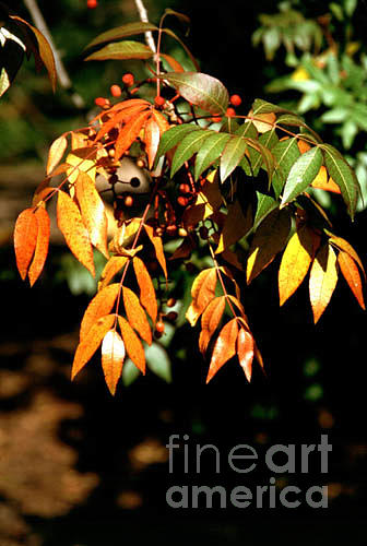 Fall Color Photograph - Fall Leaves by Kathy McClure