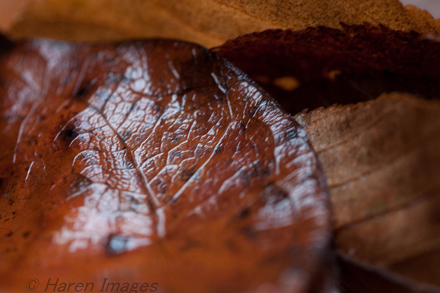 Fall leaves Photograph by Haren Images- Kriss Haren