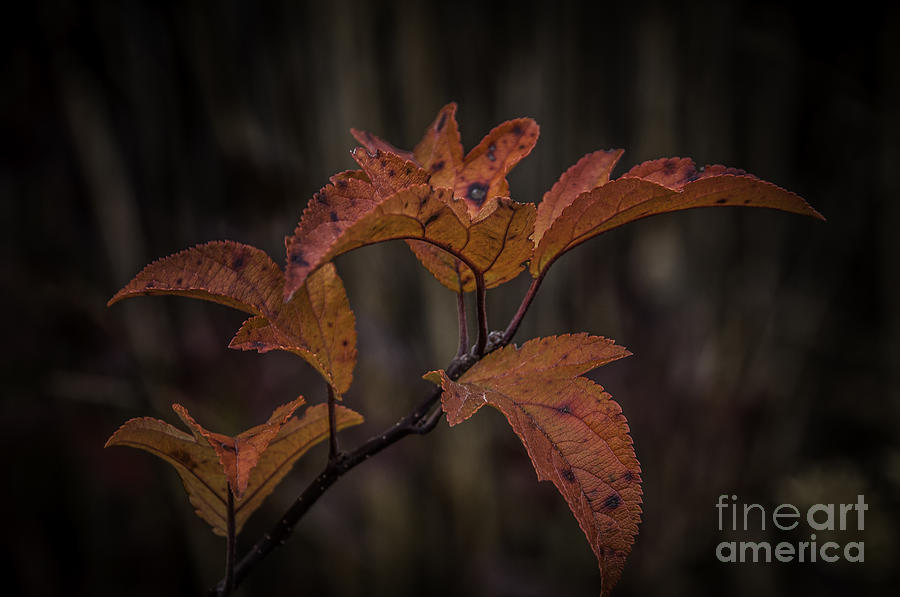 Fall Leaves 2 Photograph by Ronald Grogan