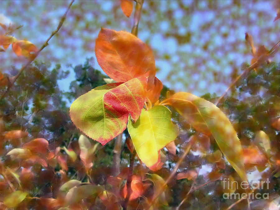 Fall Photograph - Fall Leaves by Luv Photography