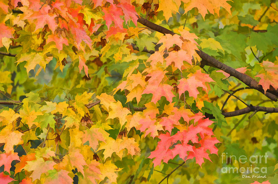 Fall Photograph - Fall leaves maple tree by Dan Friend