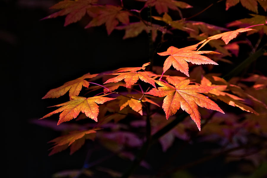 Fall Leaves Photograph by Maria Coulson