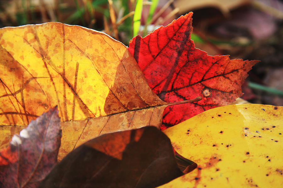 Fall Leaves Photograph by Melinda Fawver
