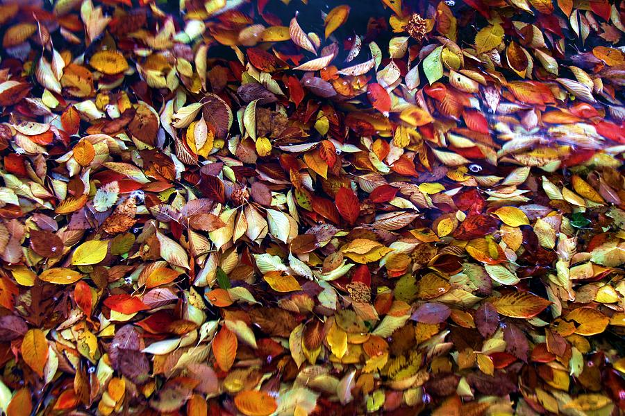 Fall Leaves Photograph by Mitch Cat
