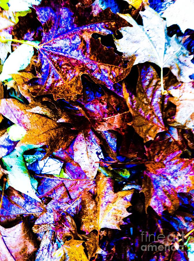 Fall Leaves N Color Photograph by Gayle Price Thomas