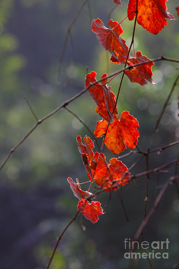 Fall leaves  Photograph by Nicholas Burningham