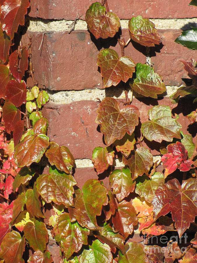 Fall Leaves on Brick Photograph by Beverly Tabet