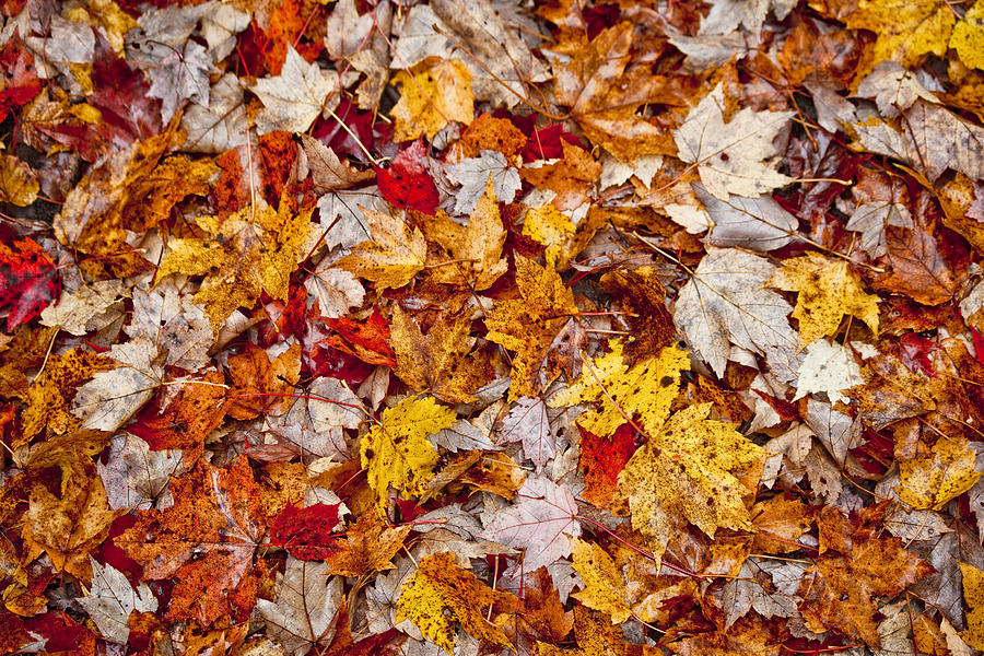 Fall Leaves On Forest Floor by Trevor Slauenwhite