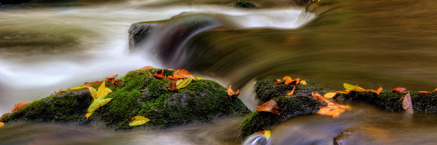 Fall Photograph - Fall Leaves On Mossy Rocks by Greg and Chrystal Mimbs