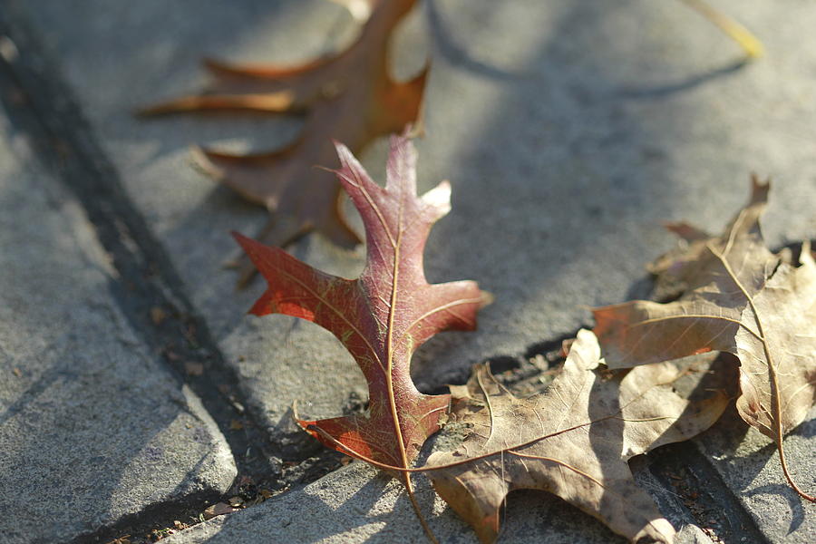 Autumn Oak Leaves on sidewalk Photograph by Valerie Collins