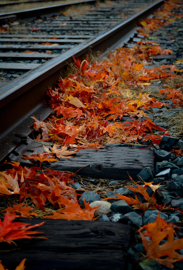 Fall Leaves On Train Tracks Photograph by Marion Torres